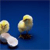 Animals icons for AIM, MSN, MySpace and Yahoo