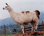 A static pixelated image of a light brown llama standing in profile, facing left, with dark patches on its legs and neck against a blurred background.