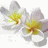 Pixelated floral design with white and gray petals, yellow centers, and a yellow text overlay reading 'emily' on the right side.