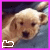 A pixelated dog face with a heart symbol in the corner, displayed across four showing animation changes