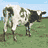 Animated sequence of a black-and-white cow walking across green grass under blue sky, transitioning from side view to front view.