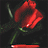 Animated contact sheet of a red rose with green stem and leaves against dark background, showing sequential bloom animation across 7 frames in 3x3 grid layout.