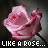 iconhell_afien4u_beautiful like rose