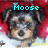 Pixelated image of a dog's face with blue text reading 'Moose' above it, set against a red and white background.