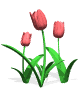 Animated sequence of three red tulips with green stems and leaves on a white background, showing subtle variations in stem length and flower orientation across frames.