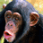 Pixelated close-up of a chimpanzee's face with dark fur, pink nose and lips, brown eyes, and visible ear against blurred background.