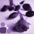 Animated sequence of purple roses with changing floral elements and color variations across three