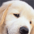 A close-up of a light-colored dog's face with a dark nose and eye, rendered in pixelated style against a dark background.