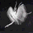 A 48x48 pixel animated buddy icon split into two frames showing a white abstract shape on dark background transitioning to stylized signature-like text.