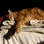 A pixelated cat lies on a light-colored surface with a dark object nearby, against a dark background.