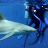 Animated contact sheet of four frames showing underwater scenes with sharks, a diver, and text elements in blue tones.