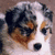 Pixelated image of an Australian Shepherd dog's face with blue text reading 'Australian Sheperd' and two small blue heart symbols on a white background.