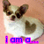 A small dog with brown ears and white fur sits against a light pink background, its chest forming a heart shape.