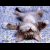 A pixelated image of a cow lying on its back with text reading 'official pillow-tester at work!' in pink lettering.