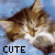 A cat's face with closed eyes and a white muzzle appears in six , each showing the word 'CUTE' below it
