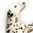 Animated contact sheet showing a Dalmatian dog in two frames with a CoolBuddy.com logo on the right side of each frame.