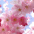 Pixelated image of pink cherry blossoms with brown centers against a light blue sky background, rendered in low-resolution digital art style.