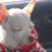 A pixelated character with white hair and red clothing, showing a side profile in where text appears over the face