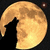 Animated sequence of a golden crescent moon with a black silhouette of a howling wolf against a dark background, transitioning to display the word 'Howl' in white text.