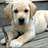Pixelated dog lies on gray surface with stick, yellow background has blue text "qqwww" and "so cute!!" below