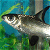 Static pixelated image of a shark swimming in blue-green water with green aquatic plants, rendered at 256x256 pixels.