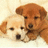 Two puppies lie close together on a light surface, with a cyan background and pink text elements surrounding them.