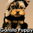 Pixelated dog with brown and black fur wearing a black shirt, standing against beige background with text 'Ganslo Puppy' below.
