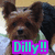 A small dog with brown and black fur wears a green bandana; the text "Dilly!!" appears in cyan letters on a purple background.