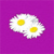 Pixelated image of two fried eggs with yellow yolks on a solid purple background, rendered in low-resolution style.