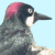 Pixelated static image of a bird-like creature with dark body, white chest patch, and pinkish-red head against light blue background.