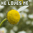 Yellow spherical flowers with green stems on a blurred floral background, overlaid with repeating text 'HE LOVES ME' and scattered 'NOT' in white block letters.