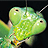 Green insect with segmented body, two black eyes on head, and multiple limbs against dark background.