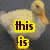 A duck with yellow text overlays arranged in a , displaying phrases about the duck's appearance