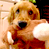 Animated contact sheet showing a golden retriever dog in two frames with a blue background containing 'CoolBuddy.com' text on the right side.
