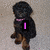 A small dog with black and brown fur sits on a light-colored surface, wearing a pink collar. Three show text changing from 'I' to 'LOVE' to 'MILEY!!!'