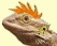 A bearded dragon head with changing hair-like accessories in orange, green, black, purple, blue, brown, and black styles.