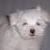 Pixelated static image of a white dog's face with dark eyes and nose against a gray background, appearing as an AOL Instant Messenger buddy icon.