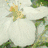 A four- shows a white flower, duck head, sunflower, and empty space with no visible animation changes