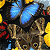 Animated icon shows a blue butterfly on brown textured surface with yellow and red accents, transitioning to green background with pixelated text.