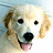 A 48x48 pixel buddy icon featuring a golden retriever dog on the left and green text reading "Original Icons .com" on the right, displayed as a static contact sheet with two frames.