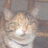 Pixelated close-up of a light-colored cat's face with closed eyes, soft fur texture, and subtle ear details against a muted background.