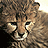 Cheetah cub in four distinct poses with text "DUMA" on white background, pixelated rendering style.