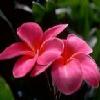 Two pink plumeria flowers with smooth petals and subtle orange gradients, set against a dark background with blurred green foliage.