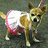 A pixelated dog wearing a white and pink dress stands on a gray background, with purple text reading "HE IS THE LOVE OF MY LIFE" on red