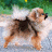 A small dog with light brown and white fur stands on a paved surface, facing right against a green background.