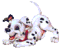 Four of a Dalmatian puppy in a crawling pose with red collar, black spots on white fur, and tongue out against gray background
