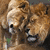 Two lions nuzzle in a pixelated close-up; green and blue hearts with text appear on black backgrounds.