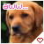 12 identical dog head images with varying text and heart icon colors, each showing a golden retriever's face against green foliage