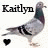 Two side-by-side pigeon icons with 'Kaitlyn' text above each, differing only in heart color beneath the left and right pigeons.