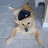 A dog wearing a black beret lies on its back with legs splayed, surrounded by changing text overlays in blue and teal.